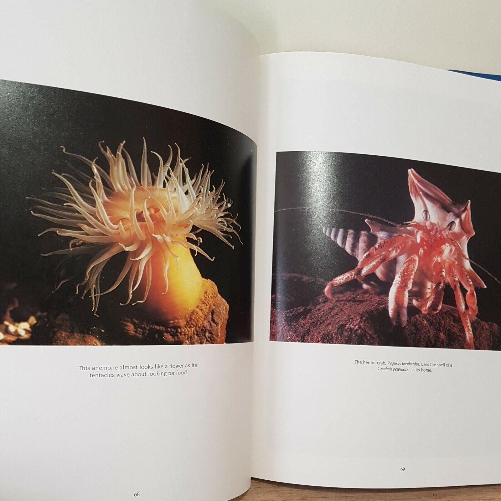 Australia's Underwater Wilderness by Hughes Roland - Book - Hard Cover