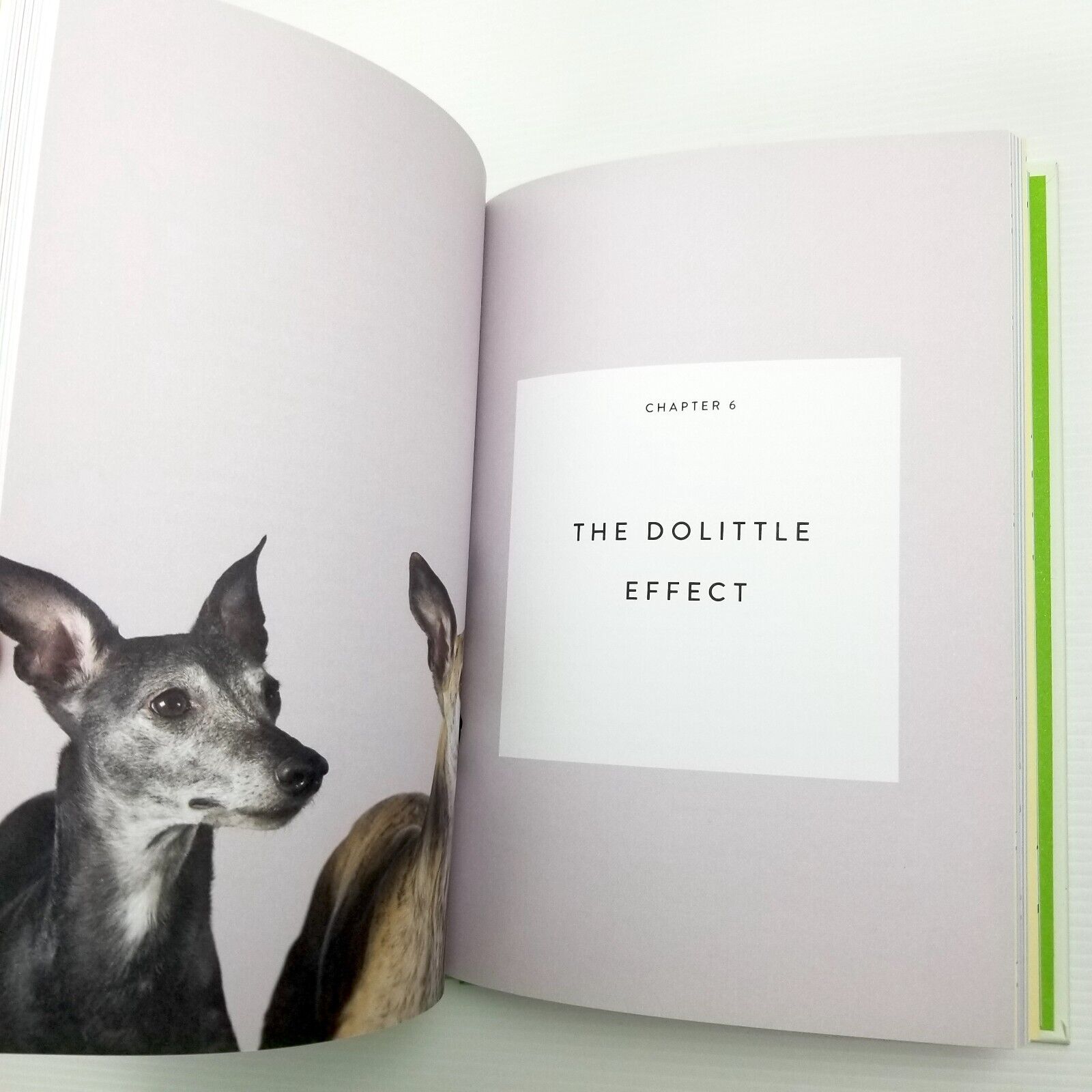 Four-Legged Therapy by dept.store for the mind (Hardcover, 2018) Dog Lover Book