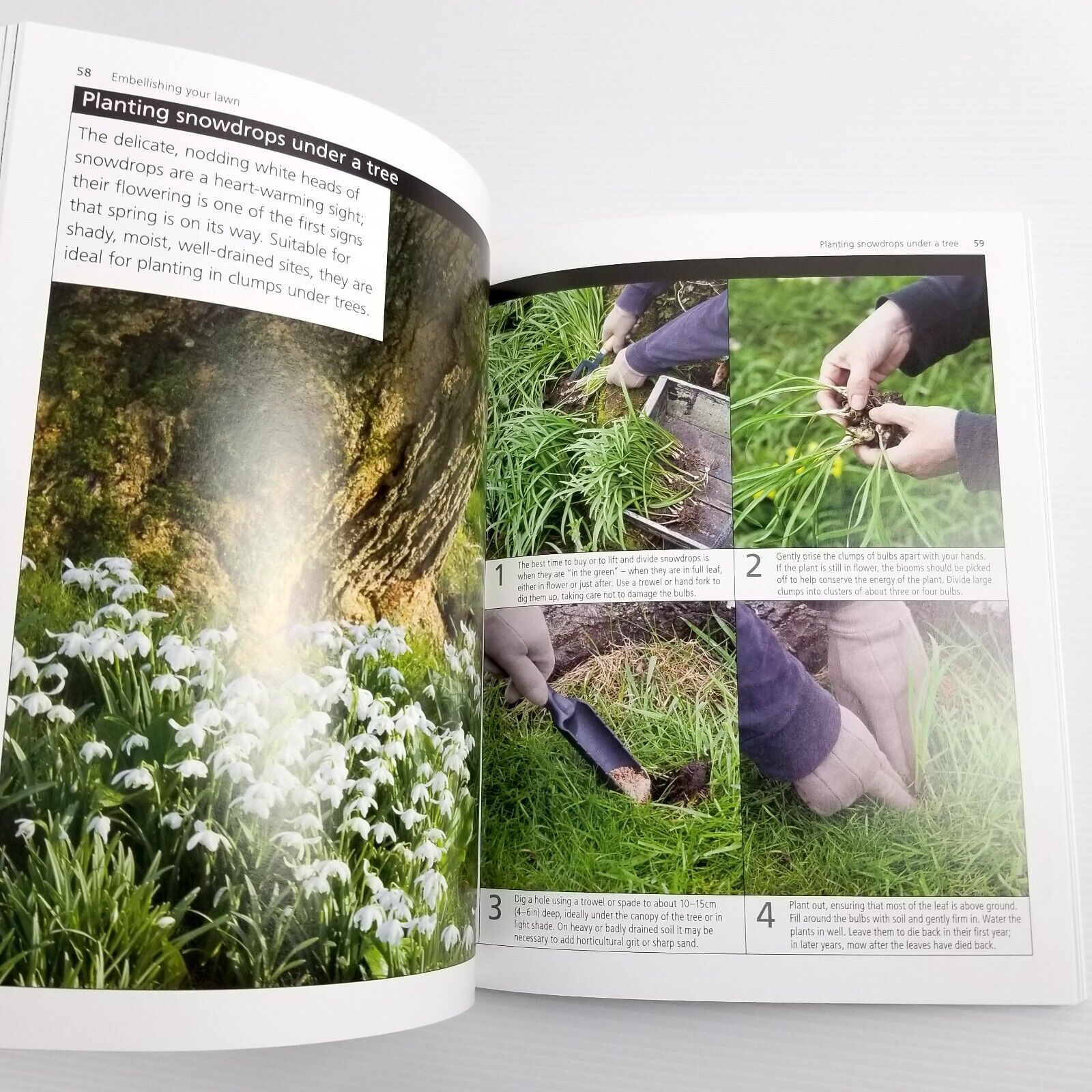 Lawns and Ground Cover by Royal Horticultural Society, Paperback 2012, Gardening