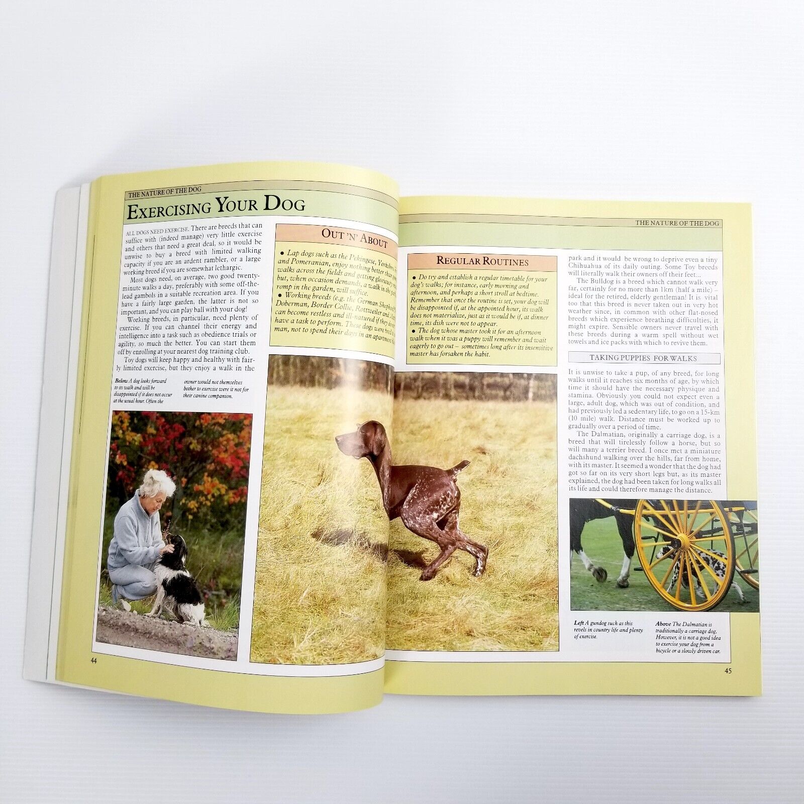 Dog Facts By Joan Palmer (Paperback, 1997) Picture Book